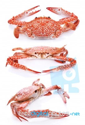 Set Of Red Crab Isolated On White Background Stock Photo