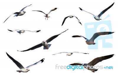 Set Of Sea Gulls Isolated On White Stock Photo