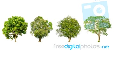 Set Of Tree Shape And Tree Branch On White Background For Isolated Stock Photo