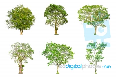 Set Of Tree Shape And Tree Branch On White Background For Isolated Stock Photo