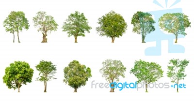 Set Of Tree Shape And Tree Branch On White Background For Isolated Stock Photo