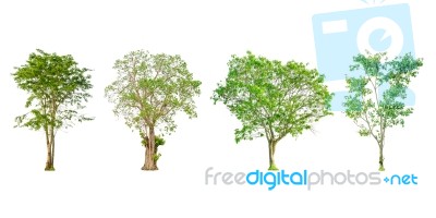 Set Of Tree Shape And Tree Branch On White Background For Isolated Stock Photo