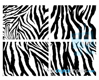 Set Of Zebra Pattern Stock Image