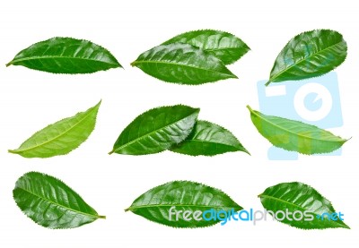 Set Tea Leaf Isolated On The White Background Stock Photo