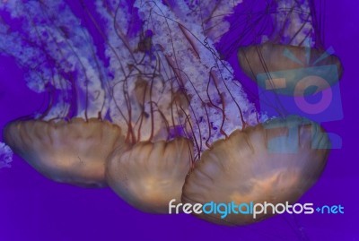 Several Beautiful Deadly Jellyfishes In The Sea Stock Photo