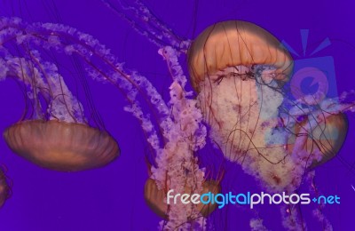 Several Beautiful Deadly Jellyfishes In The Sea Stock Photo