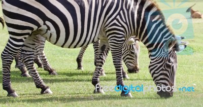 Several Beautiful Zebras Close-up Stock Photo