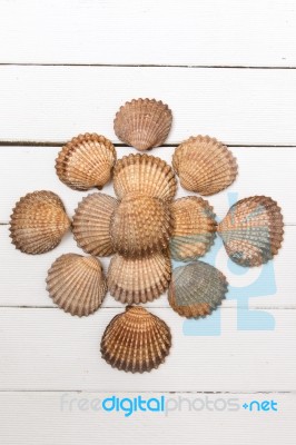 Several Clam Shells Isolated Stock Photo