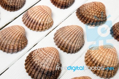 Several Clam Shells Isolated Stock Photo