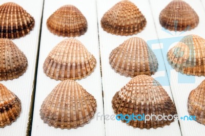 Several Clam Shells Isolated Stock Photo