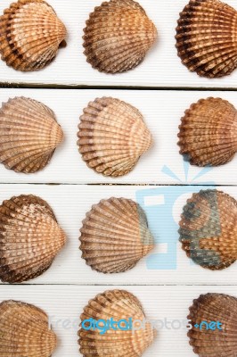 Several Clam Shells Isolated Stock Photo