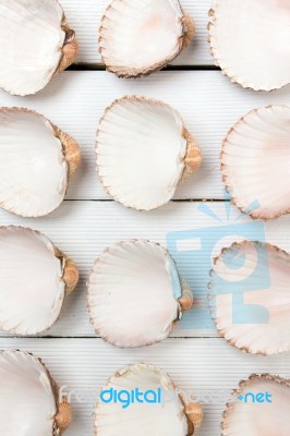 Several Clam Shells Isolated Stock Photo