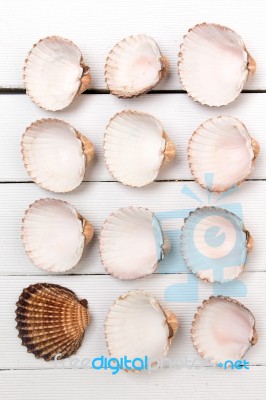 Several Clam Shells Isolated Stock Photo