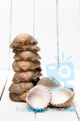 Several Clam Shells Isolated Stock Photo