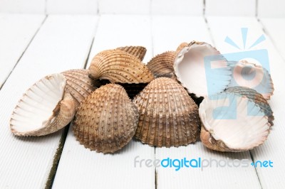 Several Clam Shells Isolated Stock Photo