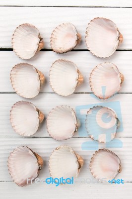 Several Clam Shells Isolated Stock Photo