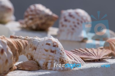 Several Sea Shells On A Wall Stock Photo