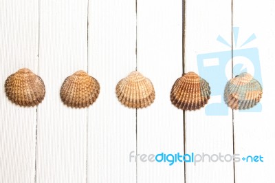 Several Seashells Aligned Stock Photo