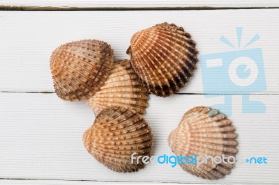 Several Seashells In A Pile Stock Photo