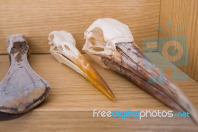 Several Skeleton Heads Of Birds Stock Photo