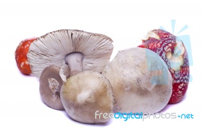 Several Wild Mushrooms Stock Photo