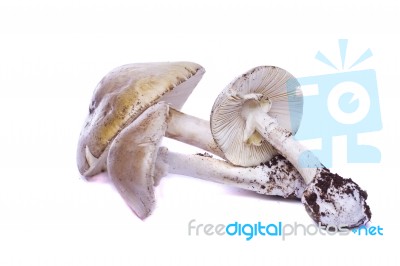 Several Wild Mushrooms Stock Photo