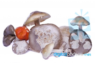 Several Wild Mushrooms Stock Photo