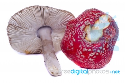 Several Wild Mushrooms Stock Photo