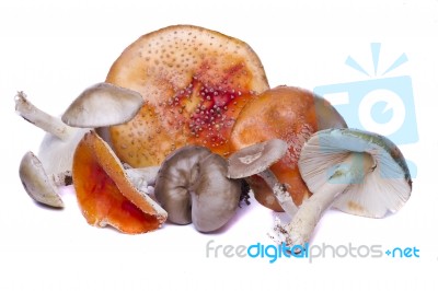 Several Wild Mushrooms Stock Photo