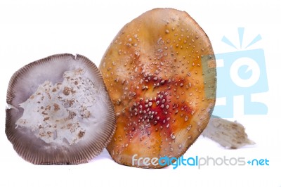 Several Wild Mushrooms Stock Photo