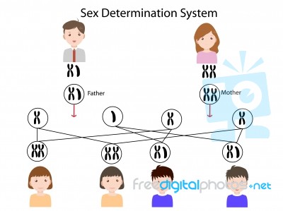 Sex Determination Stock Image