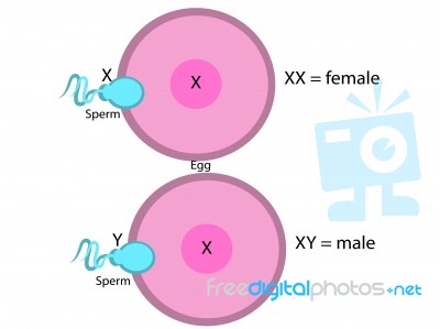 Sex Determination Stock Image