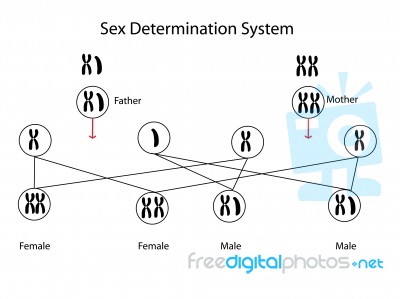 Sex Determination Stock Image