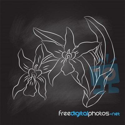 Sg170104-green Bahand Drawing Of Orchid On Black Board - I Stock Image