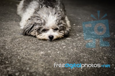 Shabby Doggy Is Lie Down On The Street Stock Photo