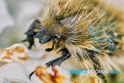 Shaggy Chafer Stock Photo