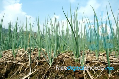 Shallot Farm Stock Photo