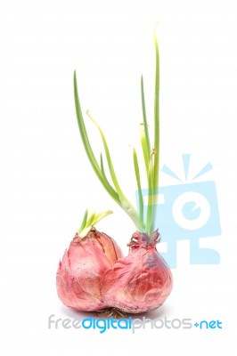 Shallots Stock Photo