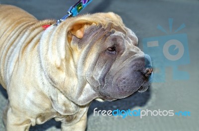 Shar Pei Dog Stock Photo