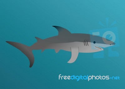 Shark Stock Image