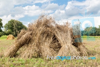 Sheaves Of Corn Standing Upright As Group Stock Photo