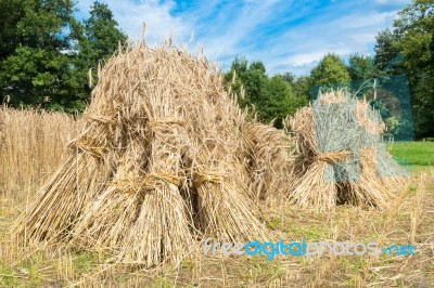 Sheaves Of Rye Standing At Rye Field Stock Photo