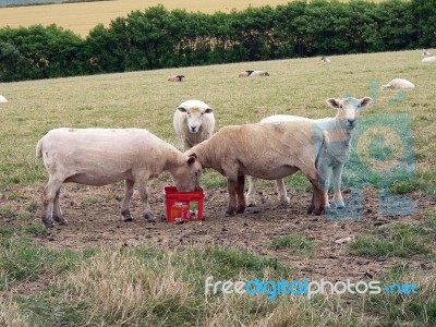 Sheep Stock Photo