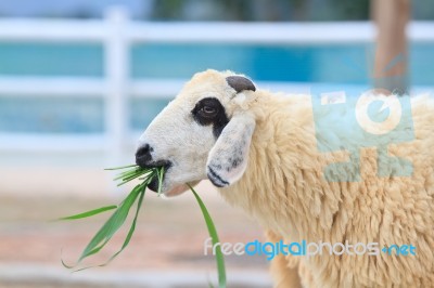 Sheep Stock Photo