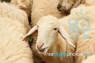 Sheep Stock Photo