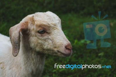 Sheep Stock Photo