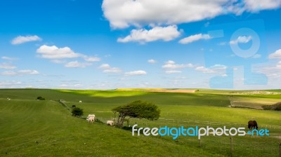 Sheep And Horses At Home In The Rolling Sussex Countryside Stock Photo