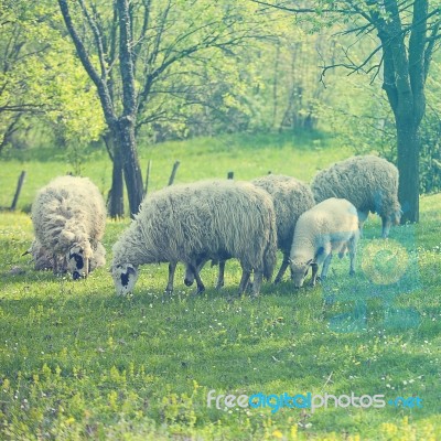 Sheep And Lamb On Green Field Stock Photo