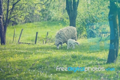 Sheep And Lamb On Green Field Stock Photo