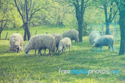 Sheep And Lamb On Green Field Stock Photo